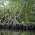 Mangroves