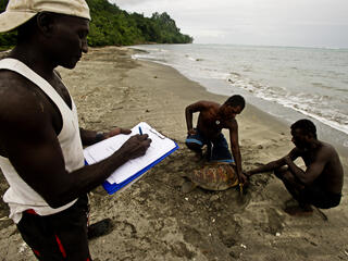 Coral Triangle turtle tagging