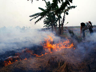 Bornean Orangutans are threatened by forest fires