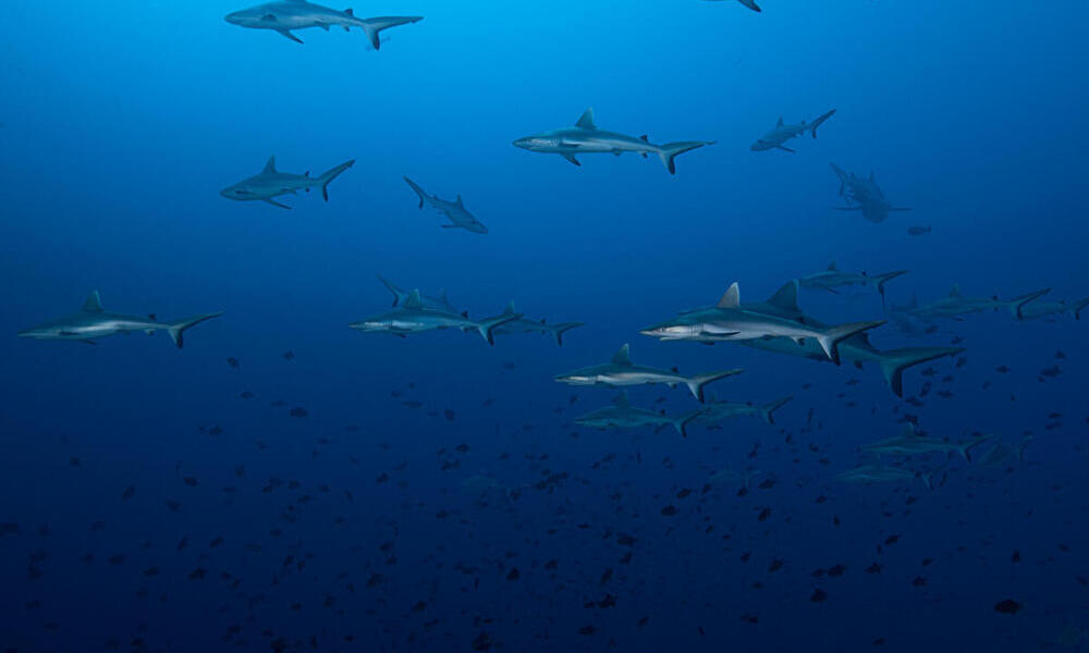  Juvenile grey reef sharks