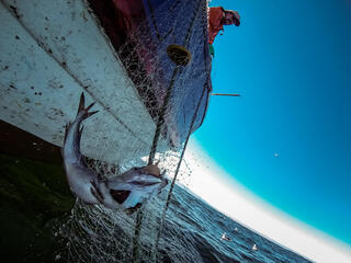 Pulling up fishing nets.