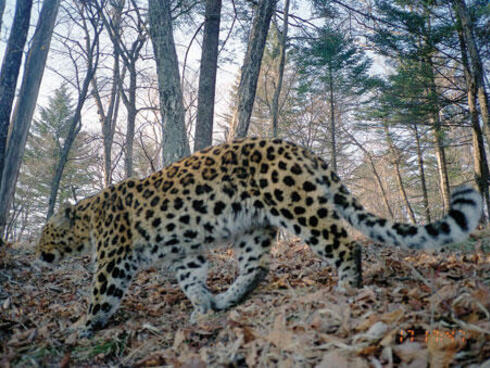 Amur leopard