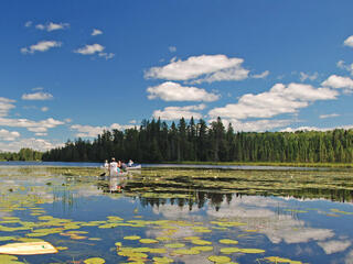 Lily pads on pond