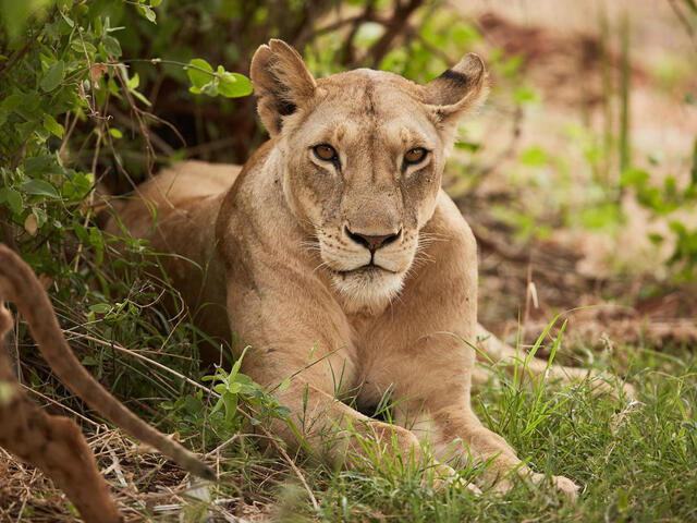 A lion lies amid grass