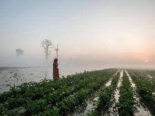 A woman tends to her farm in the early morning mist of Bardia, Nepal.