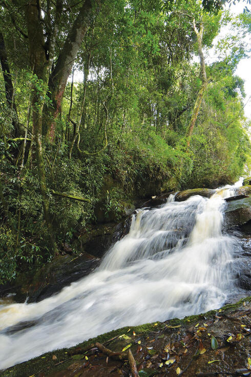 Waterfall in a green jungle