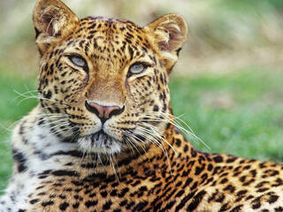 Amur Leopard