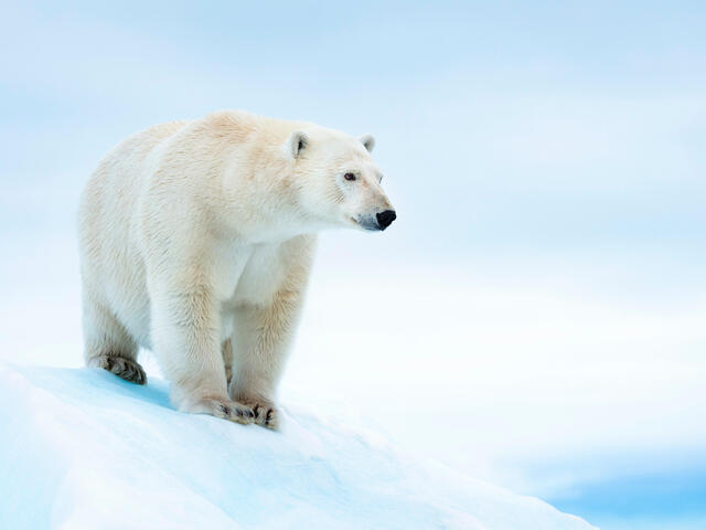 Polar bear (Ursus maritimus) on ice floe. Svalbard, Norway.