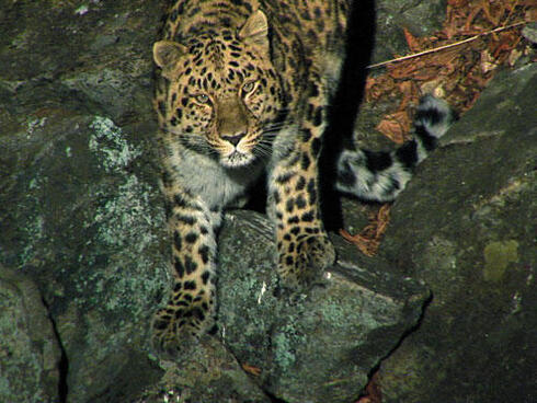 Amur leopard