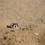 A ferret peeks its head out of the dirt