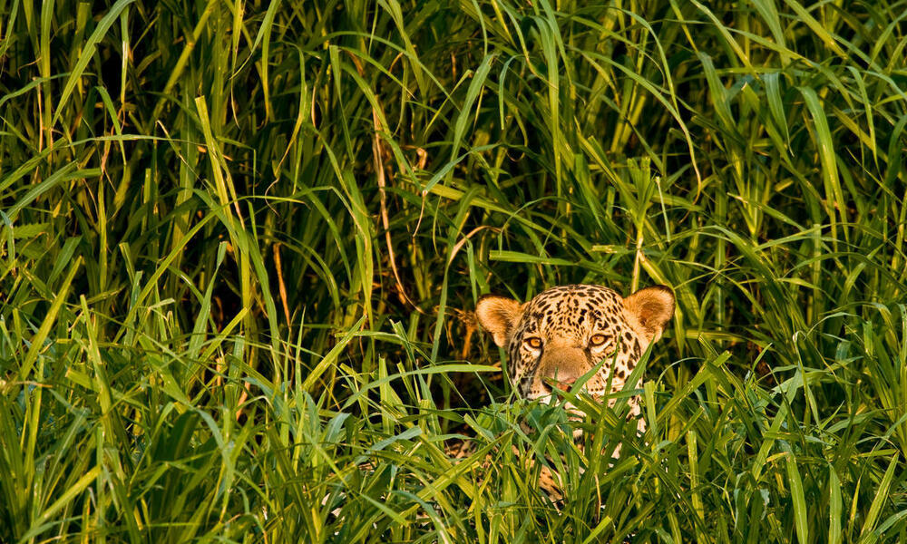 A jaguar looks out from tall green grass