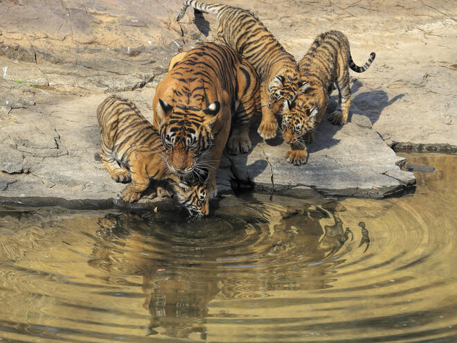Tiger and three cubs get a drink of water
