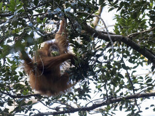 Tapanuli orangutan