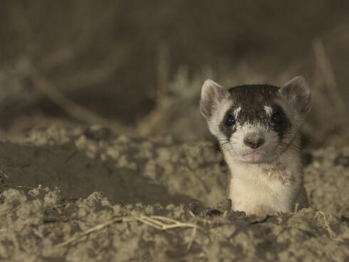 Black-footed ferret