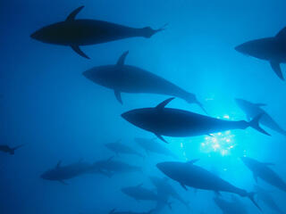 Bluefin tuna silhouetted in the ocean