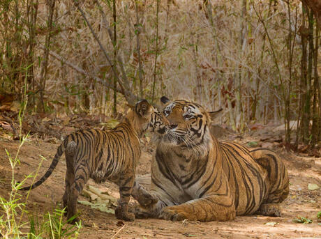 Cub greeting father tiger