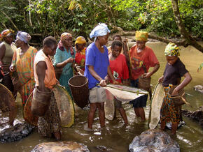 Shrimp fishing