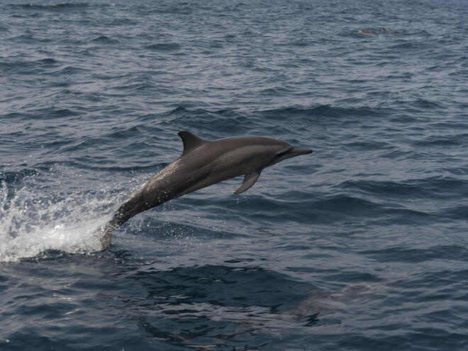 Dolphins and Porpoises