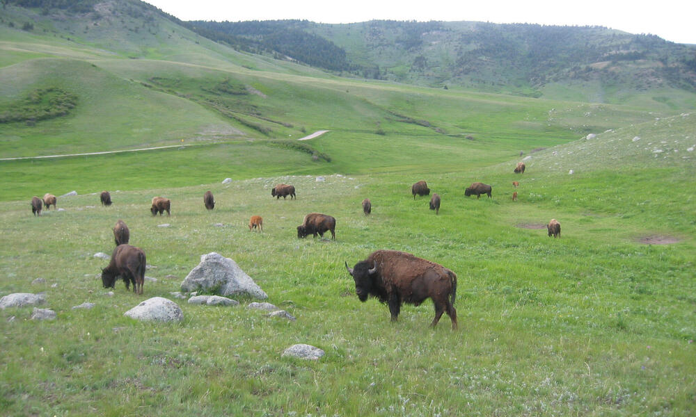 Plains Bison