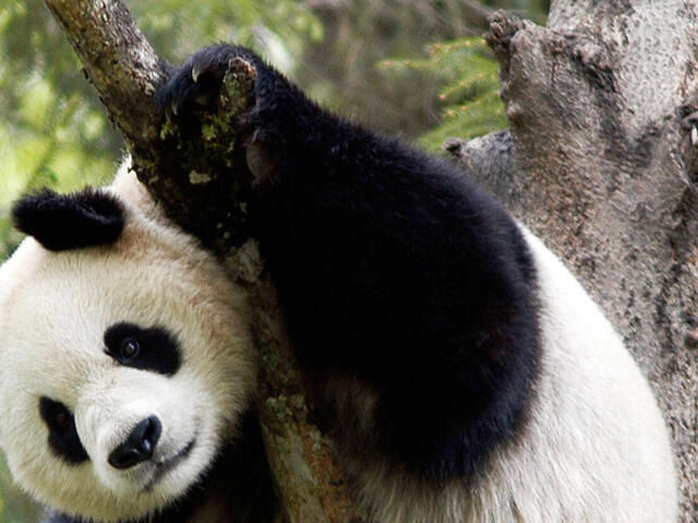 Panda in tree