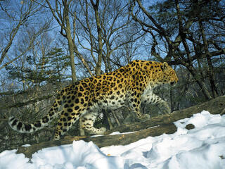 Amur Leopard