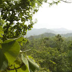 Forest and mountains