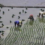 Rice paddies