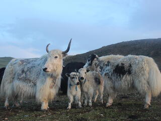 An adult yak stands with two baby yaks staring at the camera with a mountain range in the background