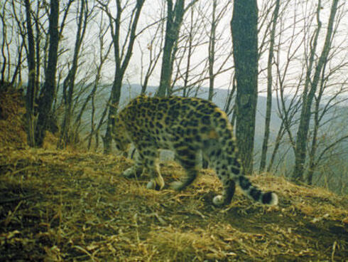 Amur leopard