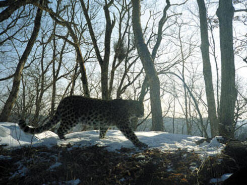 Amur leopard