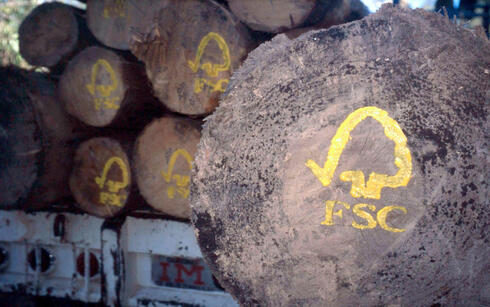 FSC logo painted on sustainable harvested logs. Uzachi forest, Oaxaca, Mexico