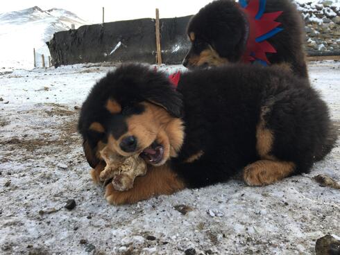 A black and brown puppy lays down to chew on a bone