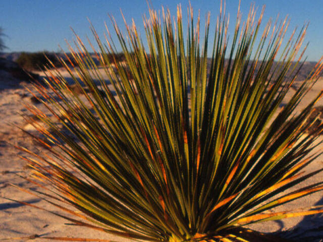 Agavaceae family A plant in the gypsum dunes Chihuahua Desert, Torreón Chihuahua, Mexico