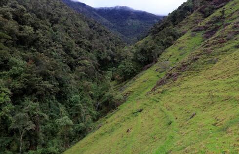 A forested sloping hill directly next to a deforested grassy sloping hill