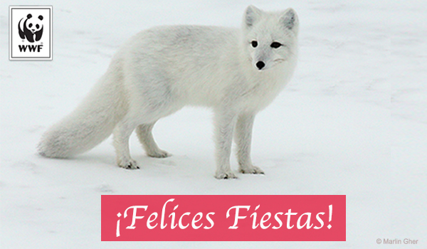 Arctic fox ecard that says Felices Fiestas