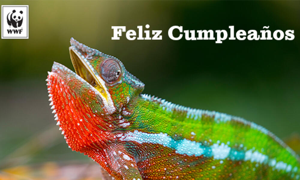 Chameleon ecard in Spanish