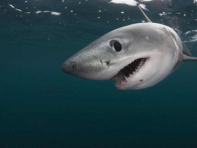 Porbeagle Shark