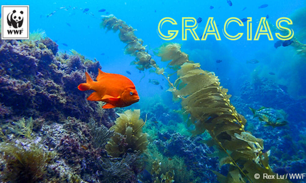 Garibaldi fish Spanish ecard