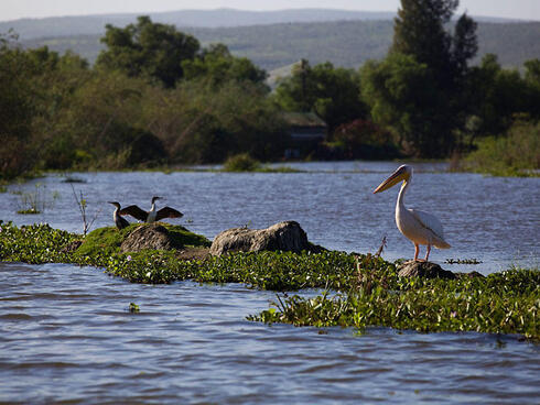 Pelican on Lake Naivasha 