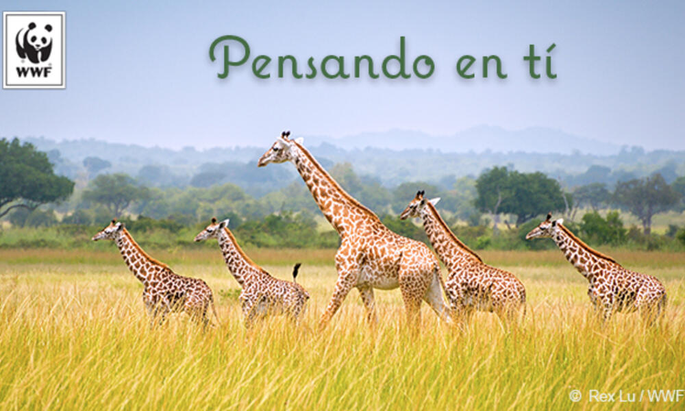 Giraffe ecard in Spanish