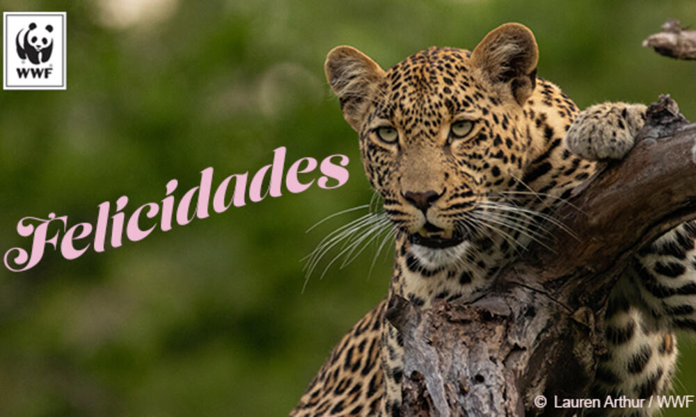 Jaguar Spanish ecard