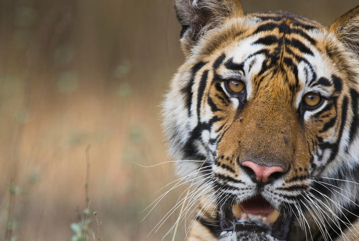 Bengal tiger on a creek bank