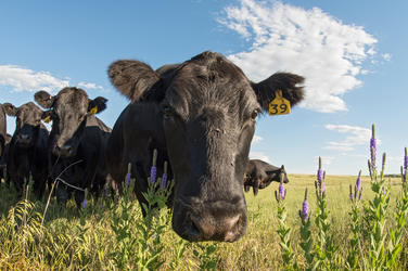 Cattle herd