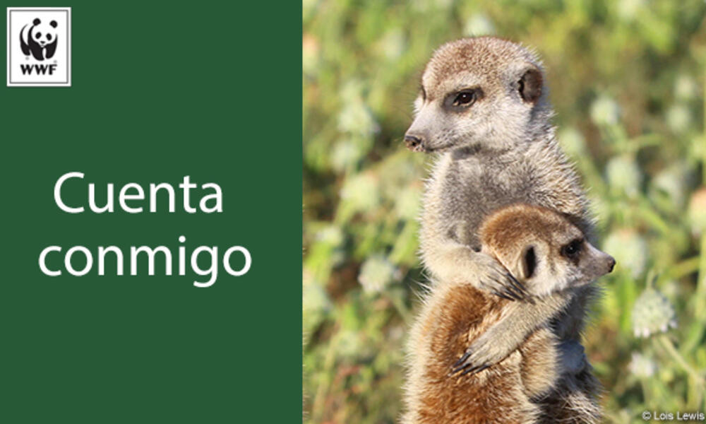 Meerkat ecard in Spanish