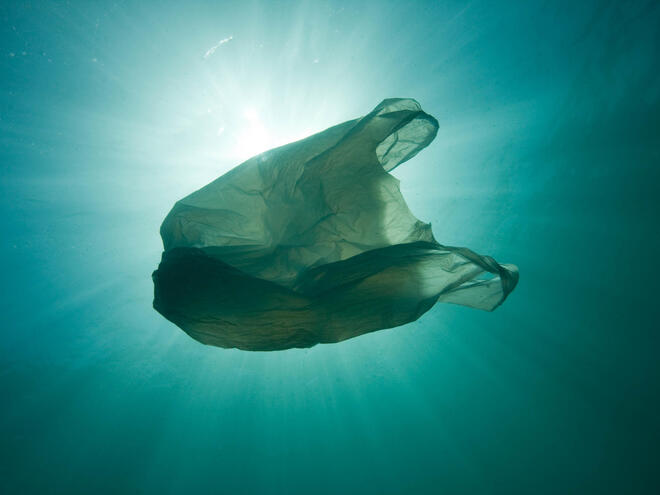 plastic bag WW267810 Sue Daly