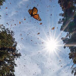 Monarch butterflies in the sky