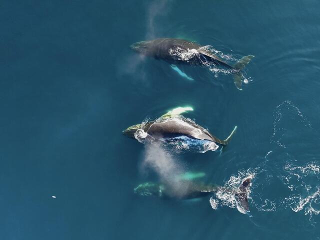 Three whales in Southern Ocean  
