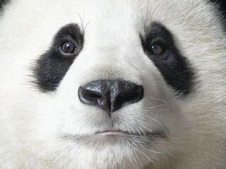 Giant panda on a black background