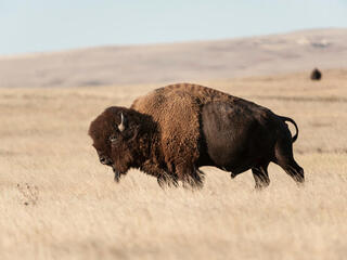 A lone bison on the Fort Peck Tribes Cultural Buffalo Herd Ranch Facility