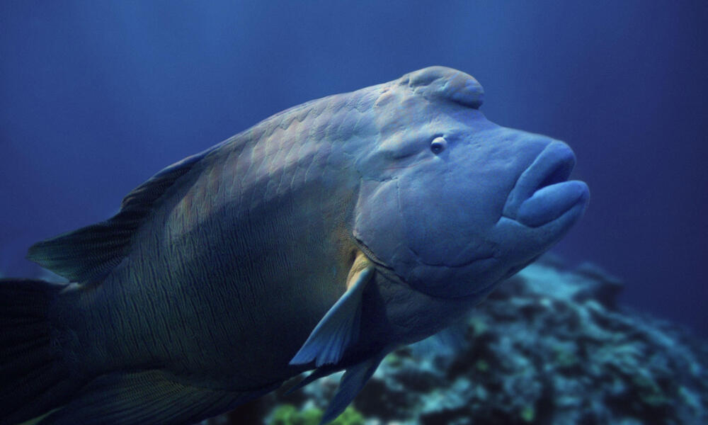 Humphead Wrasse